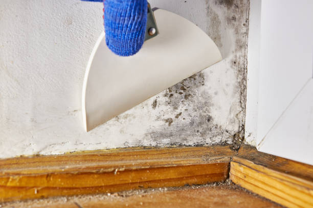 Best Mold Damage Restoration  in Beeville, TX